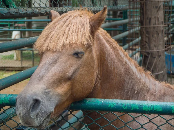 At Hayvanat Bahçesi, Tayland.