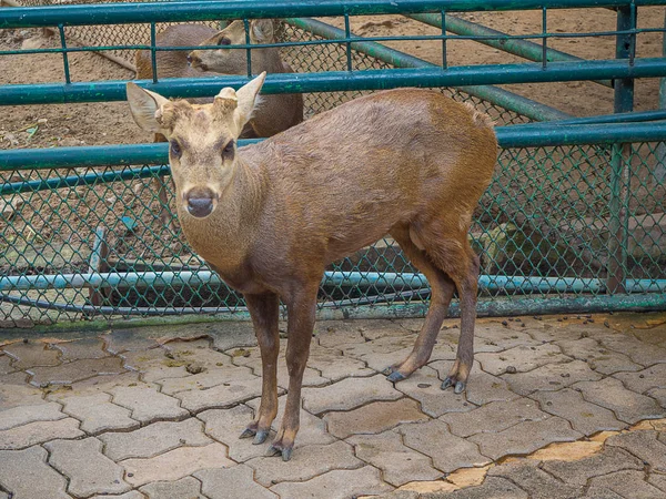 Piccolo cervo in Open Zoo, Thailandia . — Foto Stock