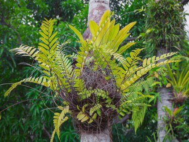 bahçede bir ağaç üzerinde parazit bitki.