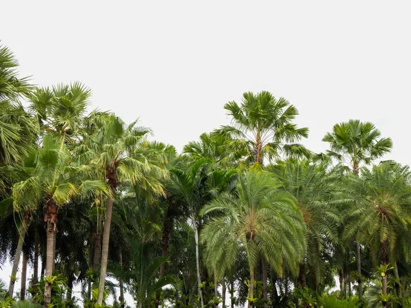 Зеленая красивая пальма . — стоковое фото