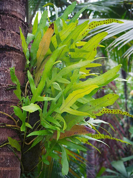 Паразитарное растение на дереве в саду . — стоковое фото