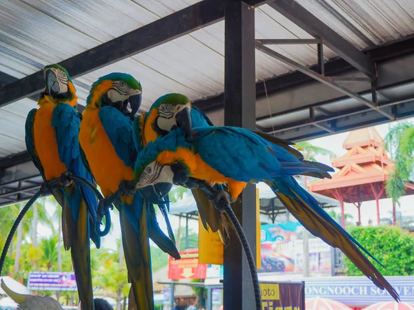 TROPICAL GARDEN NONG NOOCH PATTAYA — Stock Photo, Image