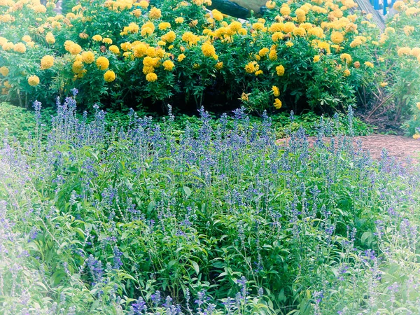 Schöne Gartenblumen — Stockfoto