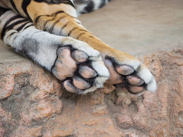 Närbild Tiger fot. — Stockfoto