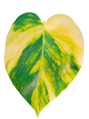 yaprak yeşil arka plan.