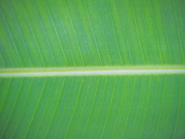 yeşil muz yaprak doku ve arka plan