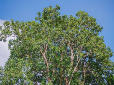 Ormanda büyük bir ağaç
