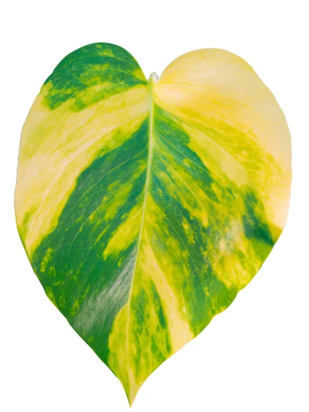 yaprak yeşil arka plan.