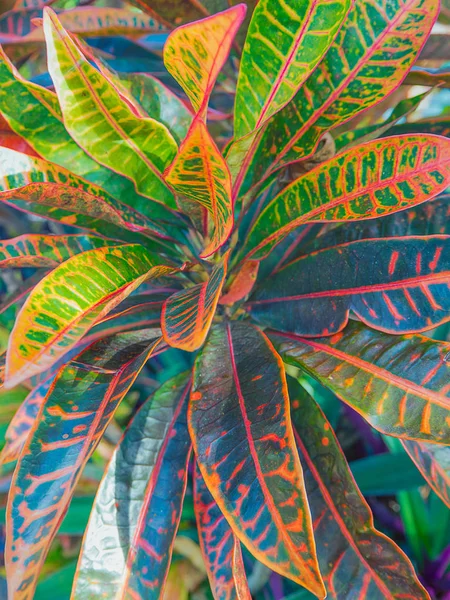 Renkli Croton Arkaplan Yaprakları.