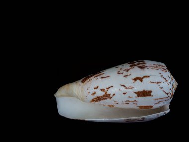 Closeup deniz kabukları.