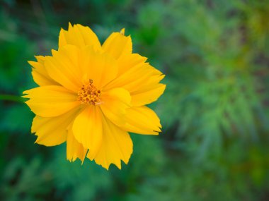 Yakın çekim, sarı Cosmos çiçek.
