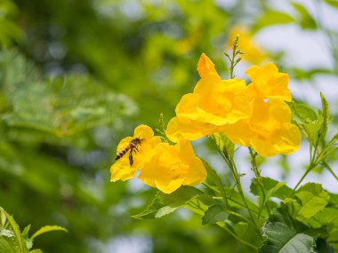 Sarı çiçek uçan bal arısı.