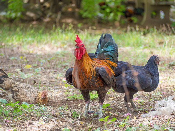 Thai chickens in backyard