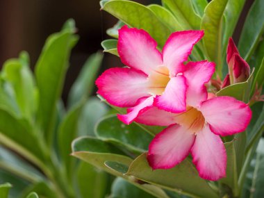 Pembe çöl gülü, alay açelya çiçek.