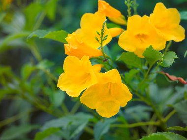 Altın trompet, Allamanda Cathartica.