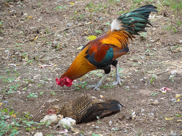 Тайские цыплята на заднем дворе — стоковое фото