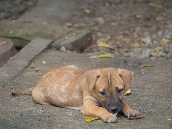  köpek hasta Lepra cilt sorunu.