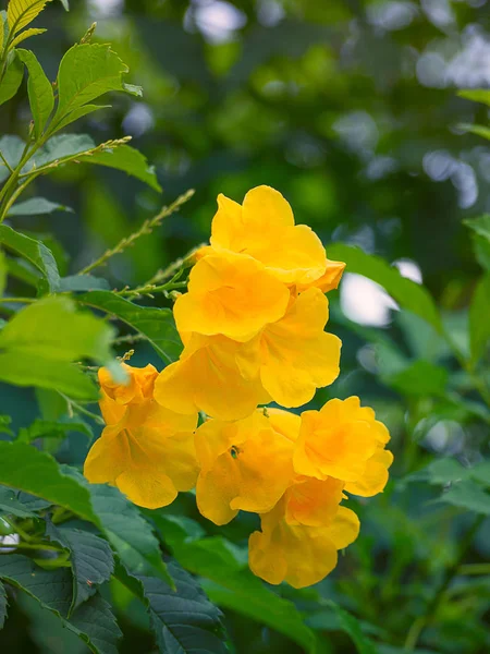 Goldene Trompete, Allamanda cathartica. — Stockfoto