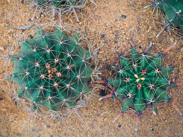 Bovenaanzicht cactus boom. — Stockfoto