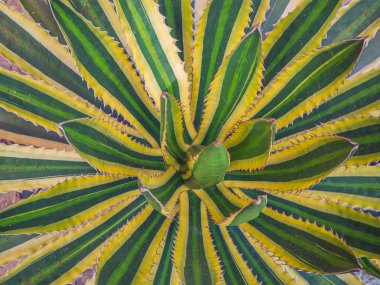 Üstten Görünüm, Agave americana, nöbetçi bitki