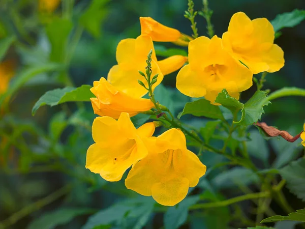 Goldene Trompete, Allamanda cathartica. — Stockfoto