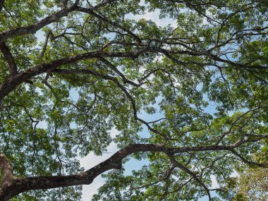 Orman büyük ağaç güneş ışığı ile