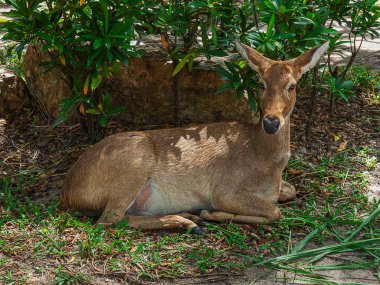 Karaca yaban hayatı.