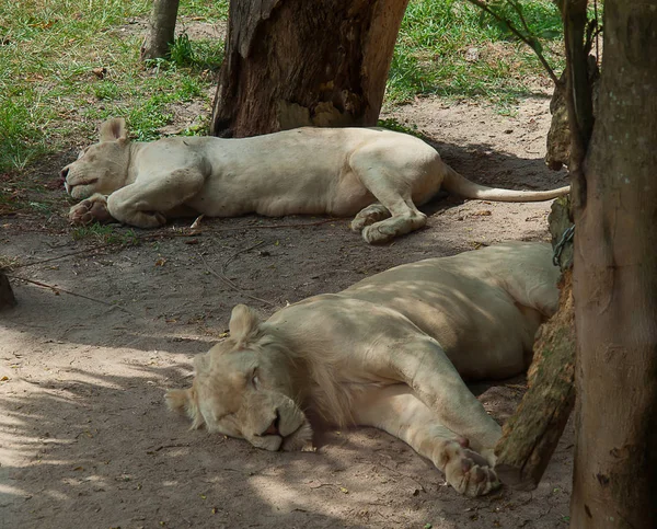 White Lion på Khao Kheow Open Zoo. — Stockfoto