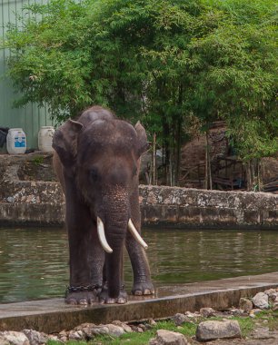 Chonburi, Tayland - 12 Kasım 2017 fil ayakları, Khao Kheow aç Hayvanat Bahçesi üzerinde zinciri ile.