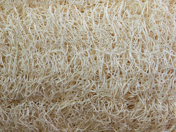 Lif kabağı vücut fırçalayın, bodur cilt ve spa için. 