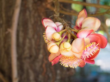 Sal çiçekler, Cannonball ağaç