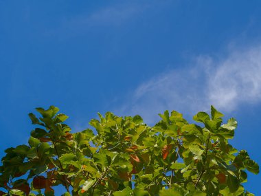 Ağaçlar Malabar ve yaprakları