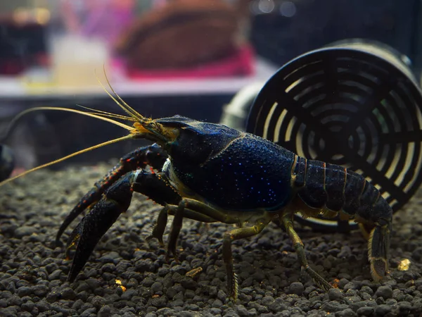 (Close-up) rivierkreeft Procambarus clarkii — Stockfoto