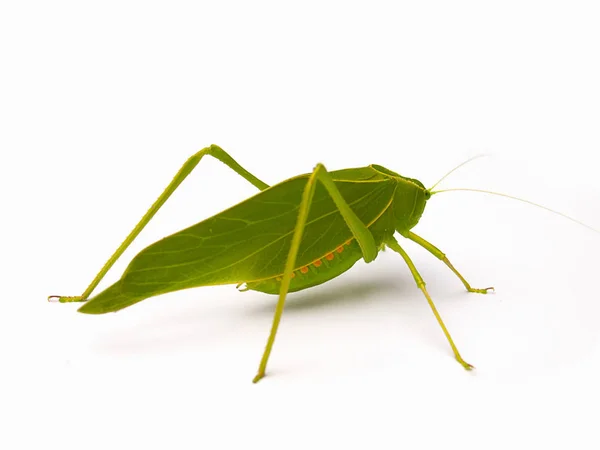 (Close Up) Grasshopper ,Green leaf Katydid. — Stock Photo, Image