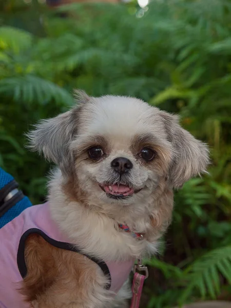 Ziemlich junger shih tzu. — Stockfoto