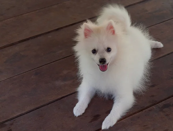 Cão pomeranian spitz — Fotografia de Stock