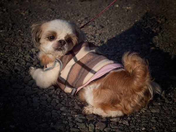 Ziemlich junger shih tzu. — Stockfoto