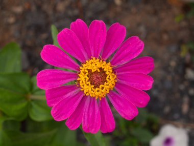 pembe zinnia bahçede çiçek.