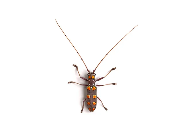 망고 트리 보어 (Batocera rufomaculata) — 스톡 사진