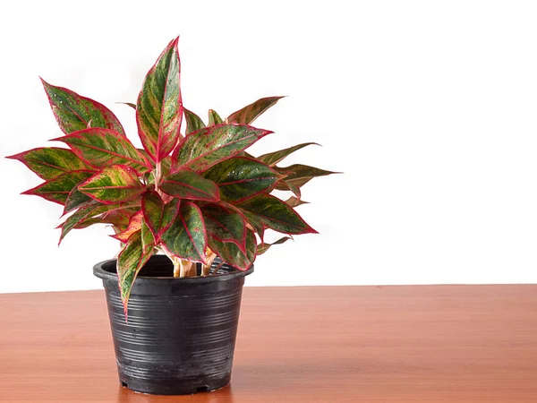 Aglaonema dalam pot bunga . — Stok Foto