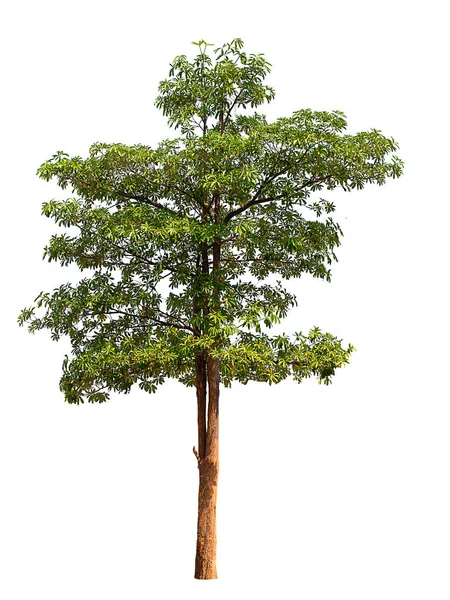 Isolierter Baum mit grünem Blatt. — Stockfoto