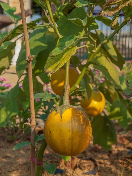 Fermer Aubergine jaune fraîche . — Photo