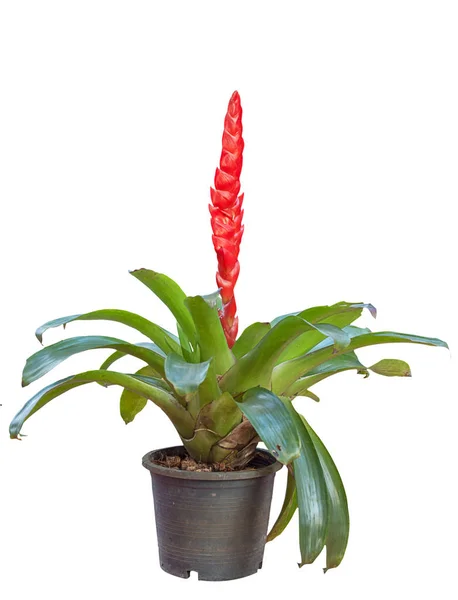 Beyaz arka plan üzerinde izole Bromeliad çiçek güzel.