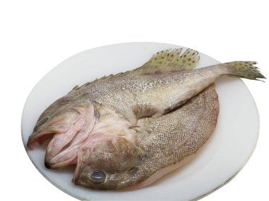 Orfoz balığı temizlenmiş taze ölçekli.