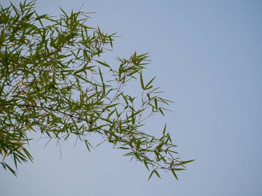 Dekoratif bambu dalları