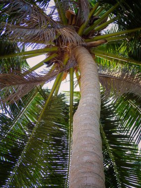 (Close Up) Hindistan cevizi ağacı.