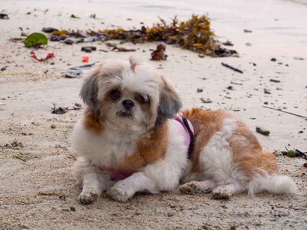 Shih tzu Hund im Freien Porträt am Strand. — Stockfoto