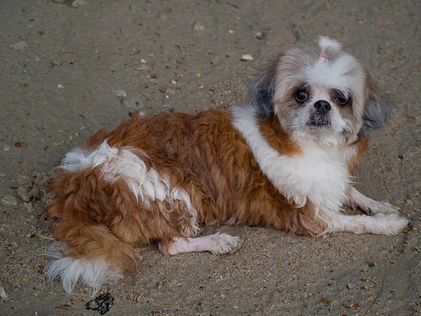 Shih tzu Hund im Freien Porträt am Strand. — Stockfoto