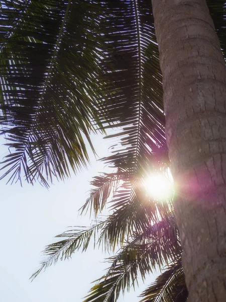 (Close Up) Hindistan cevizi ağacı , Güneşli gün . — Stok fotoğraf