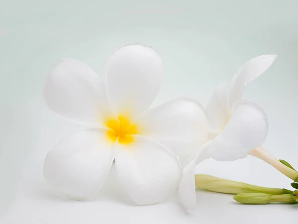 Flori frangipani (plumerie ) — Fotografie, imagine de stoc